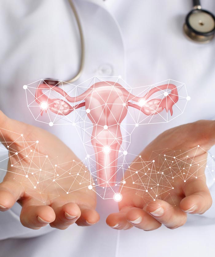 model-of-the-uterus